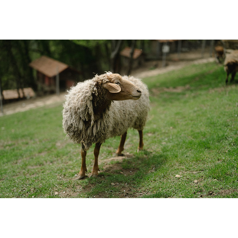 Ταπετσαρία Πρόβατο